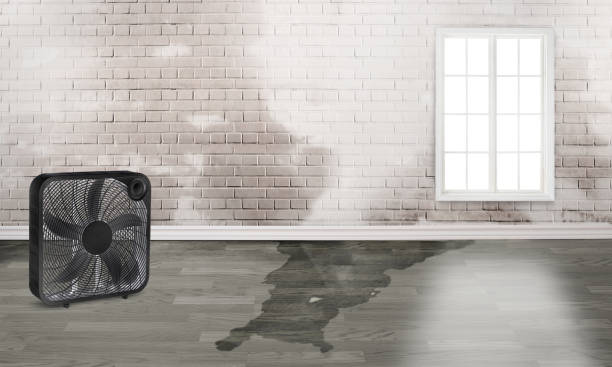Best Water damage restoration specialists  in Joanna, SC